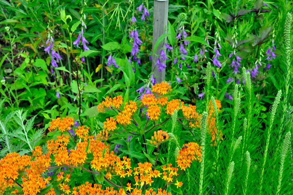 flower in Bartlett Arboretum